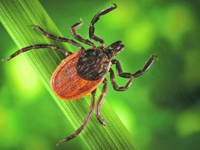 В регионе будут усилены меры по борьбе с распространением клещей