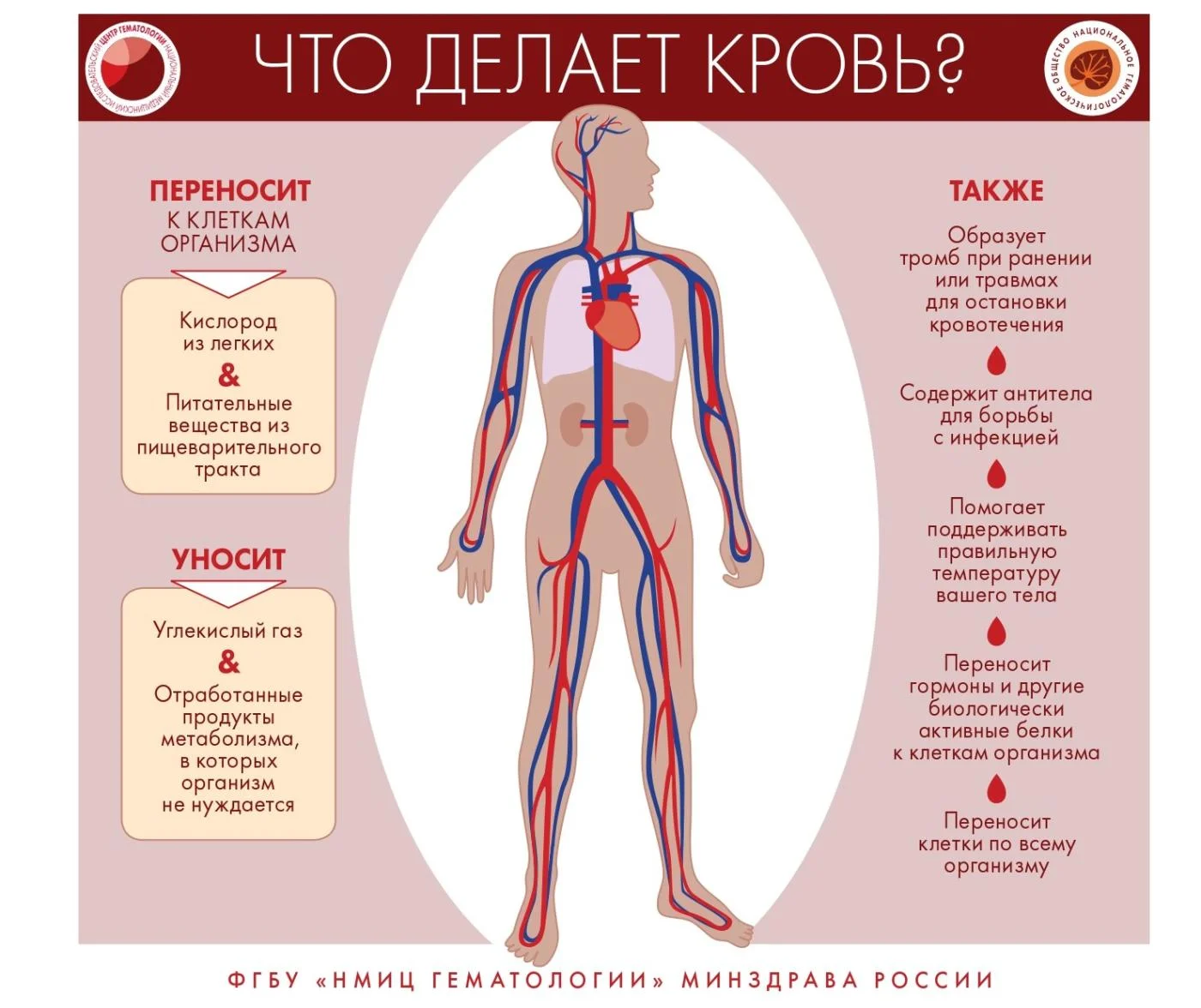 Что делает кровь