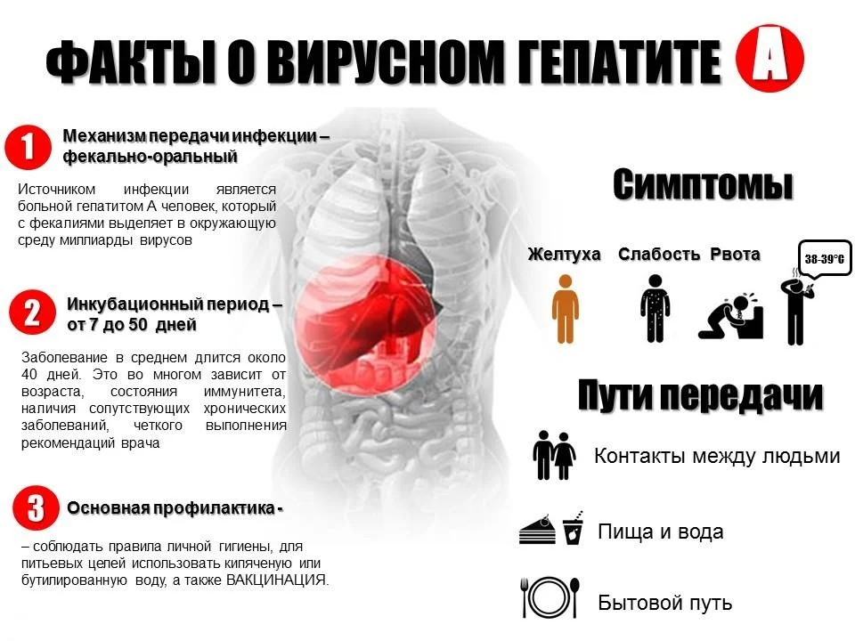 Профилактика гепатита А