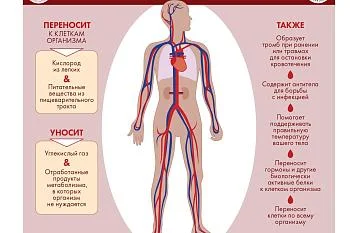 Что делает кровь