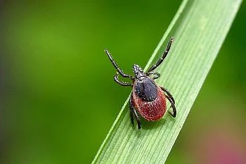 Осторожно клещи!