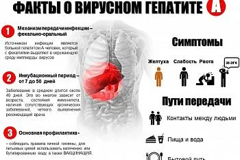 Профилактика гепатита А Профилактика гепатита А